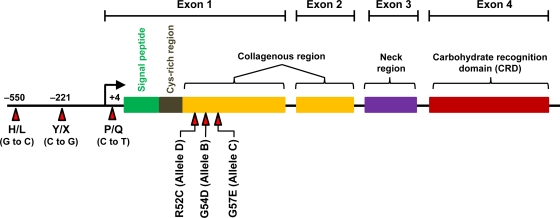 FIG. 2.