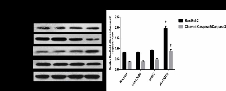 Fig 5