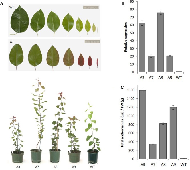 FIGURE 6