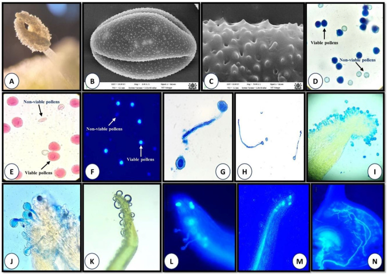 A series of microscopic images labeled A to N showing various stages of pollen analysis. A and B depict anthers and pollen grains, C highlights the texture of a pollen surface. D to F compare viable and non-viable pollen using stains. G to N illustrate pollen tube growth under different conditions, with some images using fluorescence. Blue and pink stains highlight key features and viability.