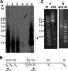 FIG. 1.