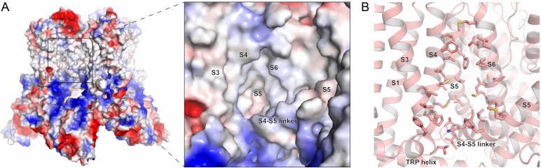 Figure 1—figure supplement 1.