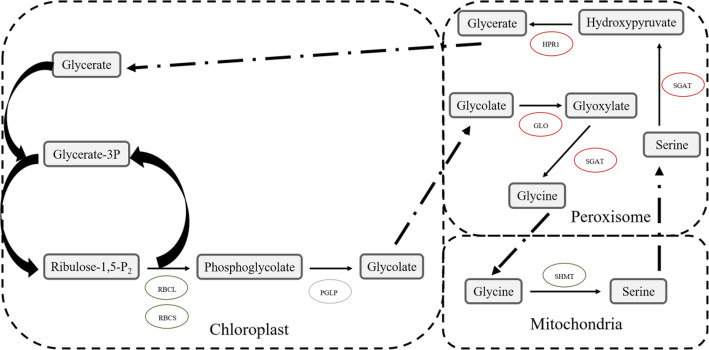 Fig. 11