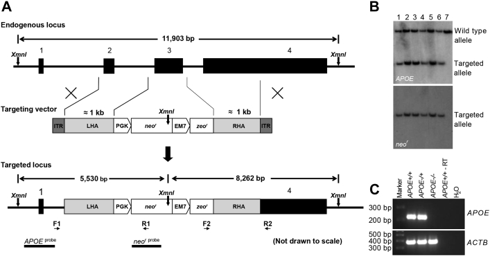 Figure 1