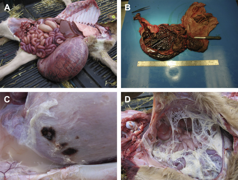 Fig. 2