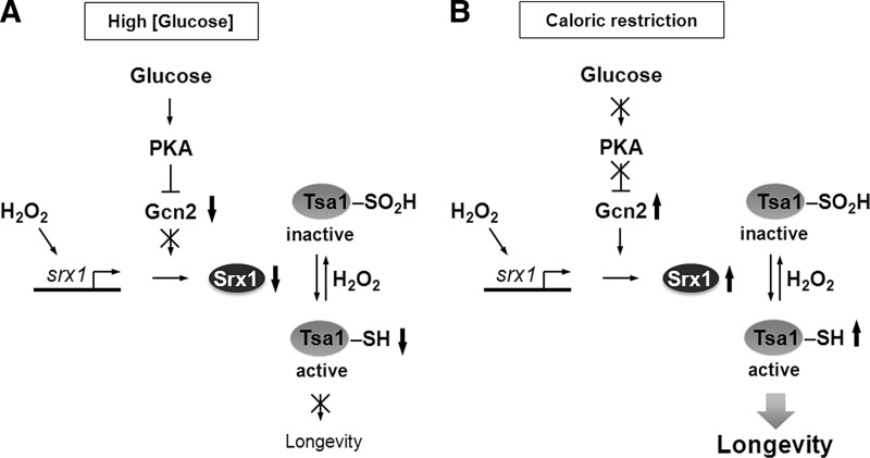 FIG. 6.