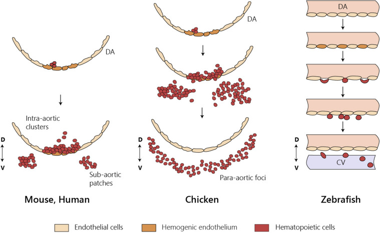 FIGURE 3