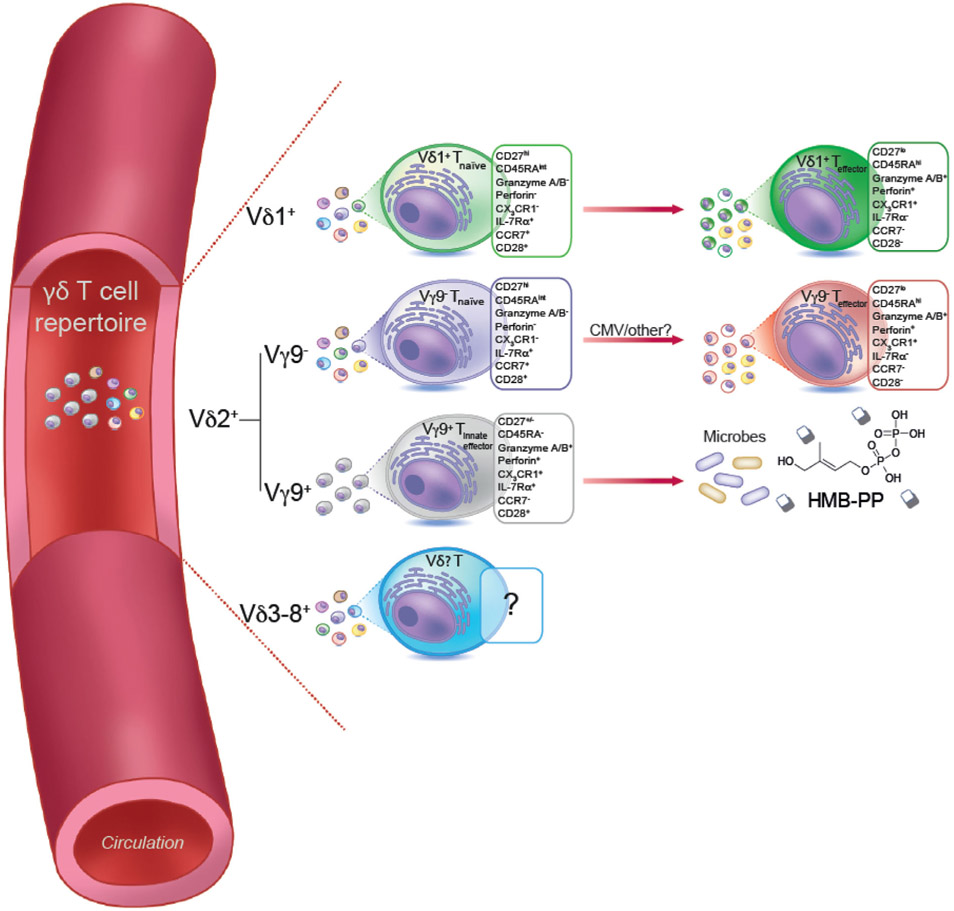 Figure 52.