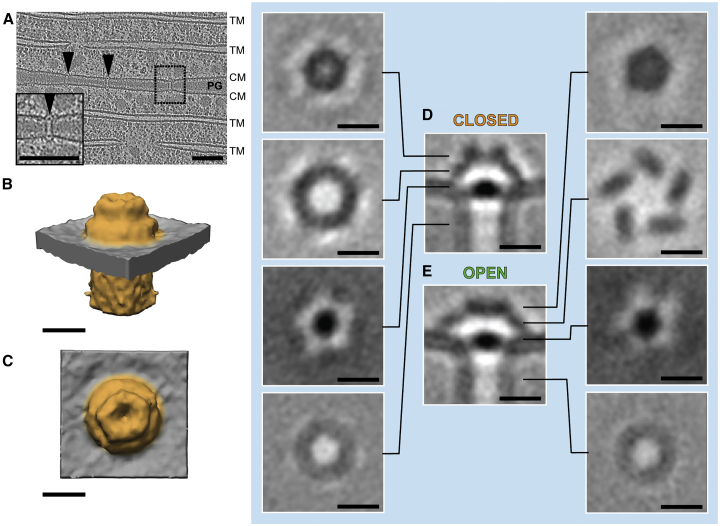 Figure 3