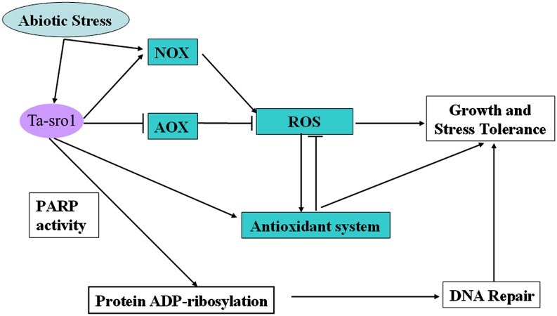 Figure 11.