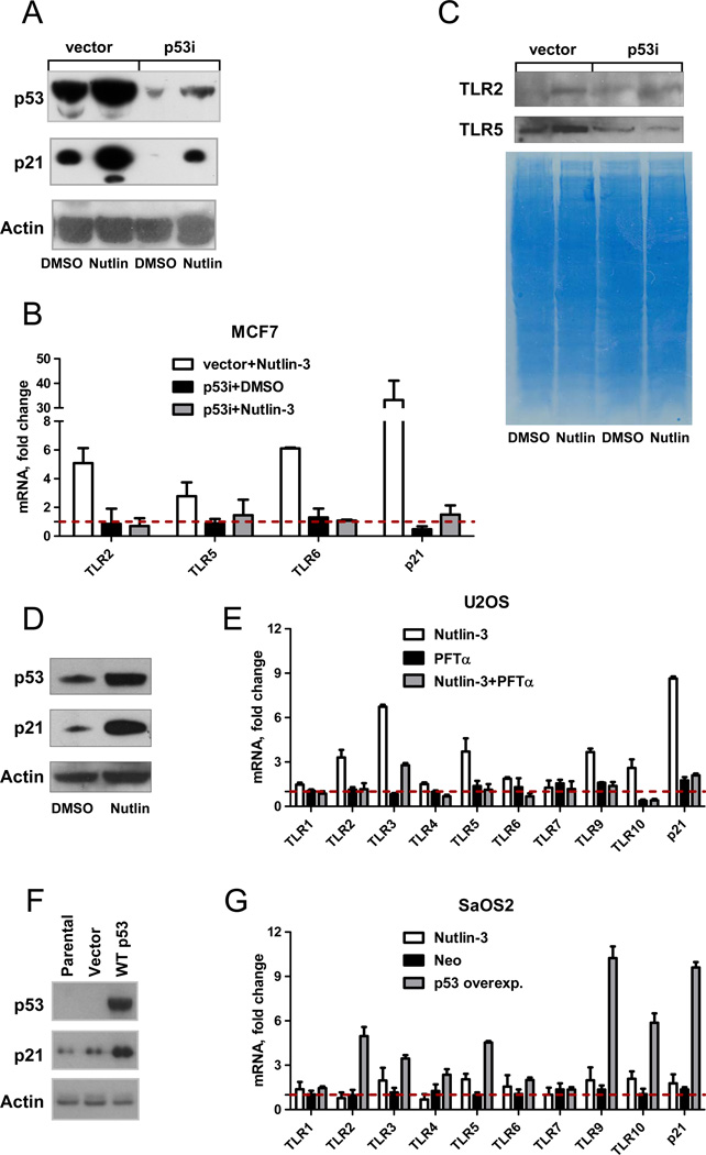 The human TLR innate immune gene family is differentially influenced by ...