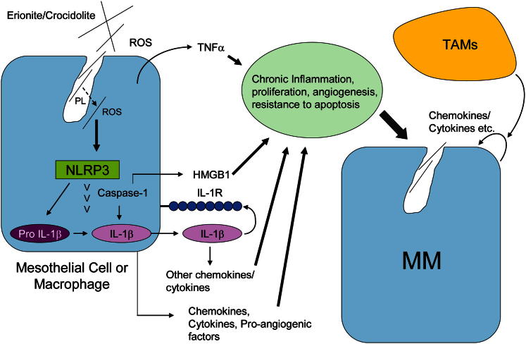 Figure 4