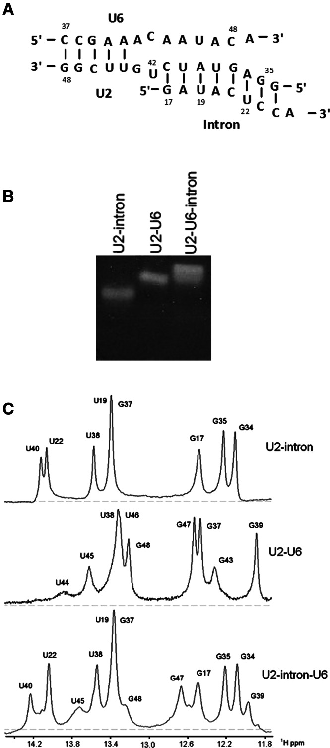 FIGURE 4.