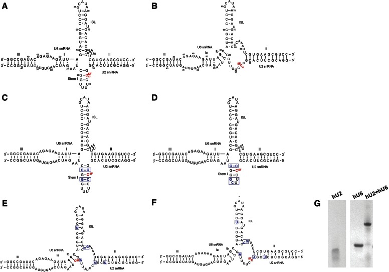 FIGURE 1.