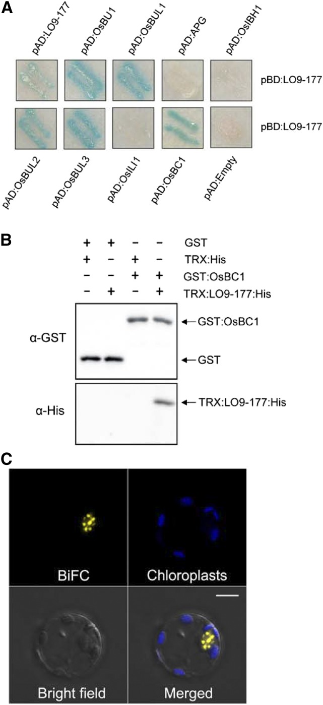 Figure 6.