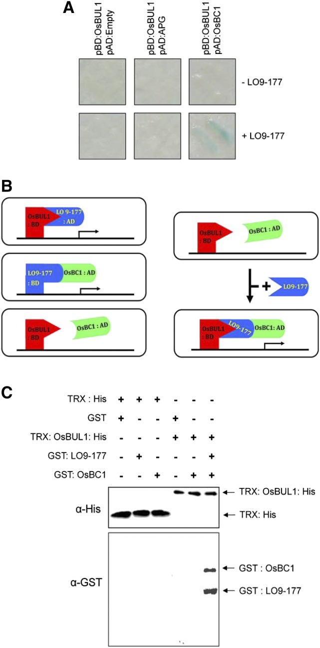 Figure 7.