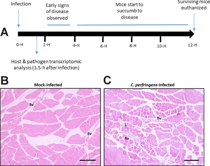 FIG 1 