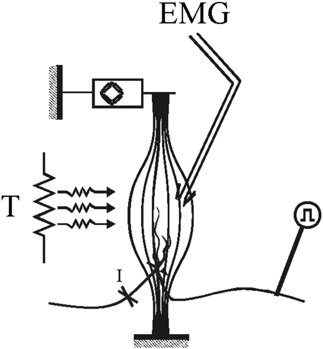 Supplemental Fig. 3