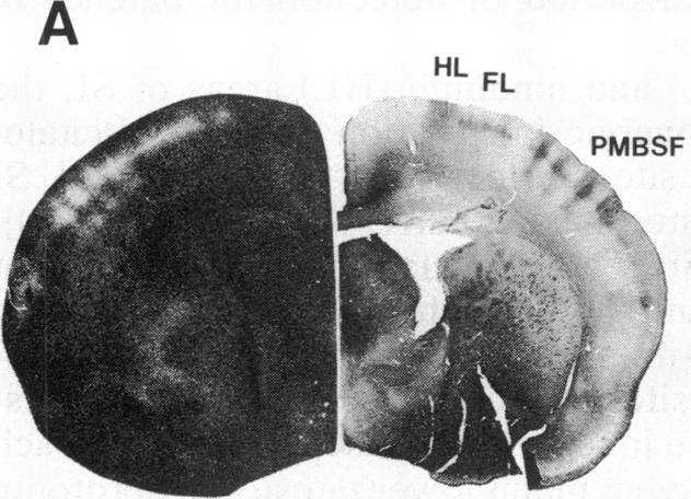 graphic file with name pnas00277-0381-c.jpg