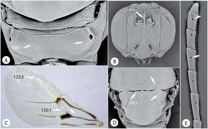 Fig 10