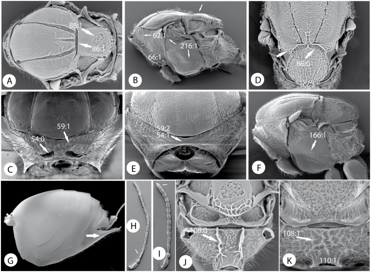 Fig 11