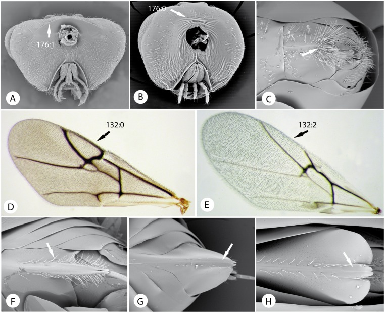 Fig 12