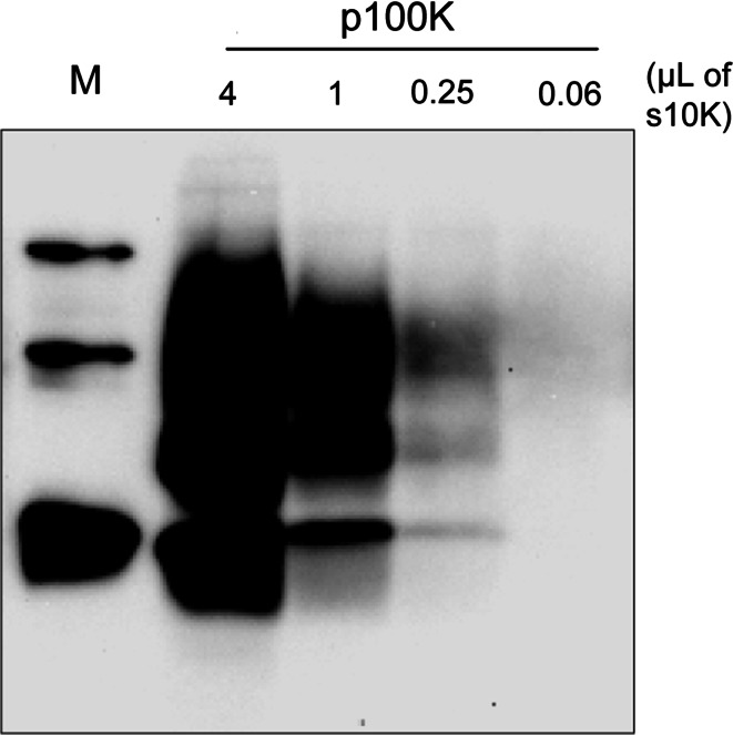 Fig. 5