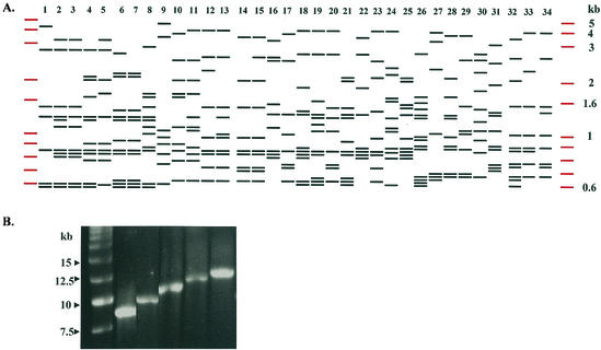 FIG. 2.