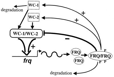 FIG. 7.