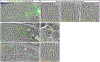 Extended Data Fig. 9