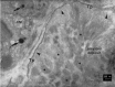 Fig 11