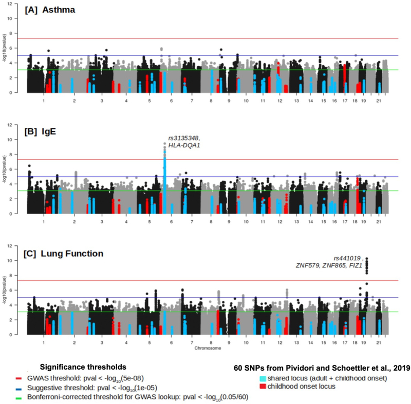 Genome-wide Association study of Asthma, Total IgE, and Lung function ...