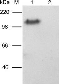 Fig. 5