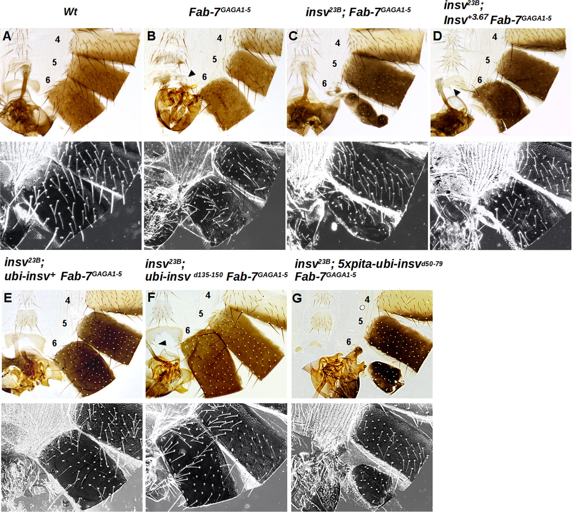 Fig. 7