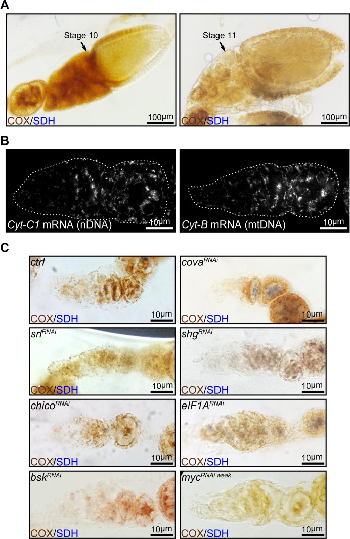 Figure 1—figure supplement 1.