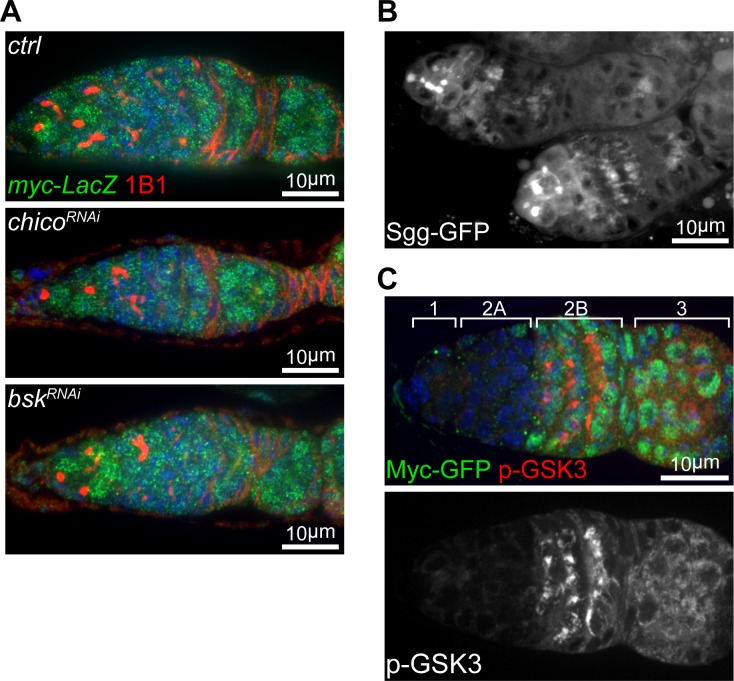 Figure 4—figure supplement 1.