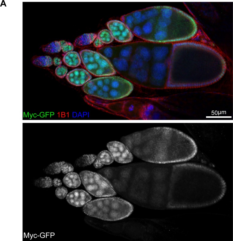 Figure 2—figure supplement 1.