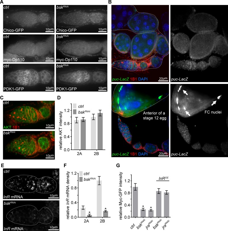 Figure 5—figure supplement 1.