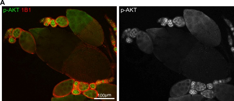 Figure 3—figure supplement 1.