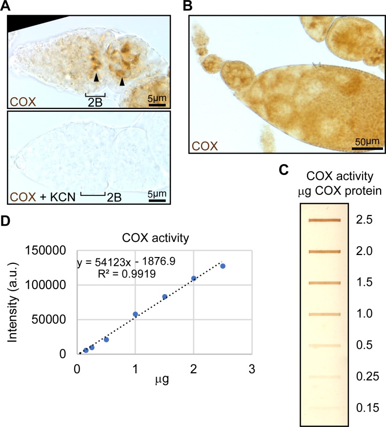 Figure 2—figure supplement 2.