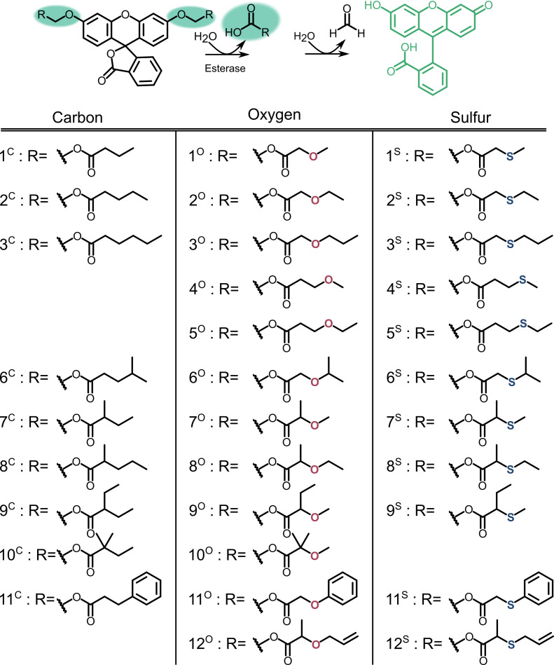 Figure 3—figure supplement 1.