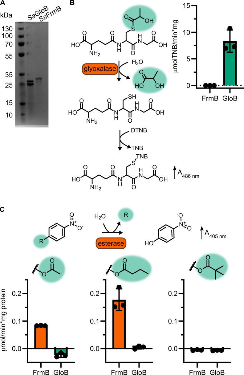 Figure 2—figure supplement 3.