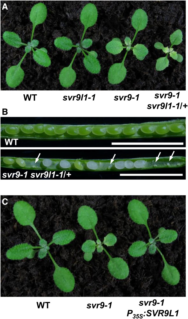 Figure 6.