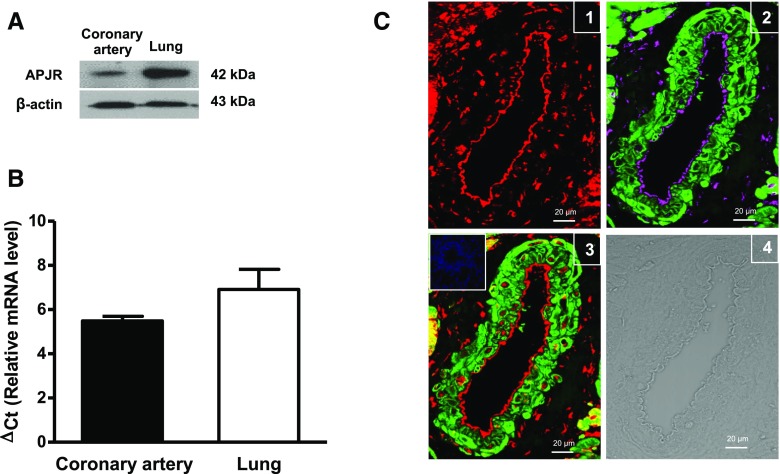 Fig. 1.