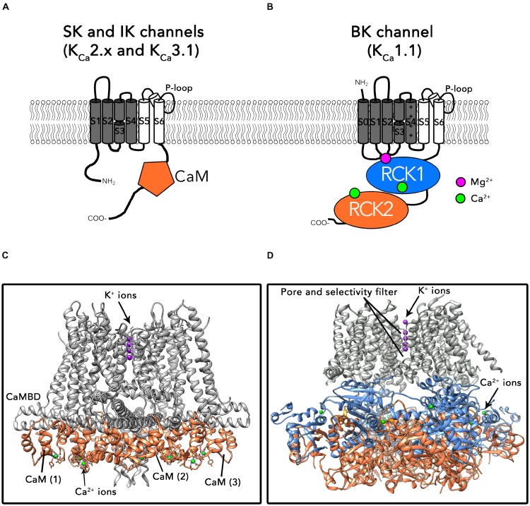 FIGURE 1