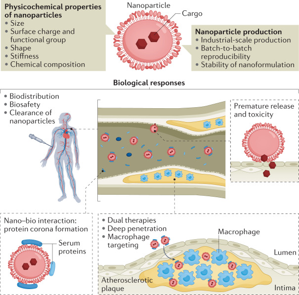 Box 2 Nanoparticle-associated challenges and considerations