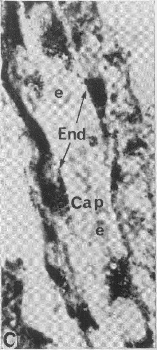 Fig. 2C