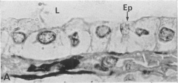 Fig. 3A