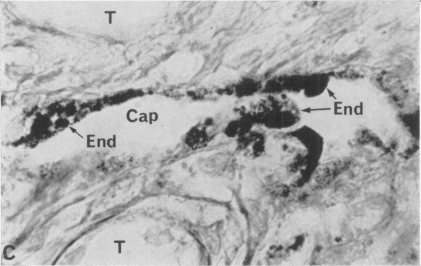 Fig. 5C