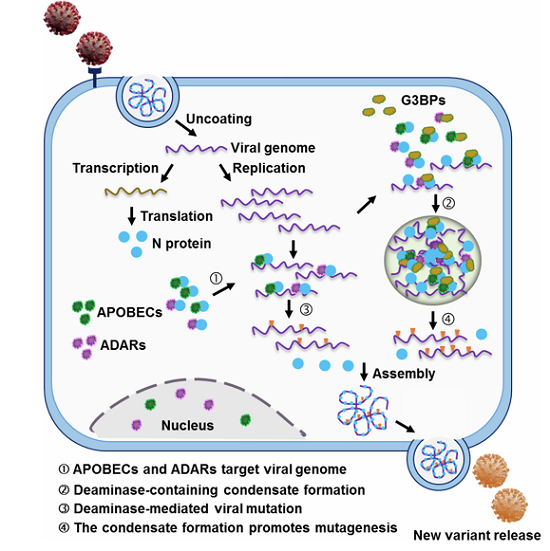 graphic file with name 44318_2024_314_Figa_HTML.jpg